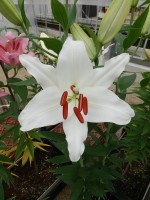 [4657 DJ OR-05 No02.JPG]